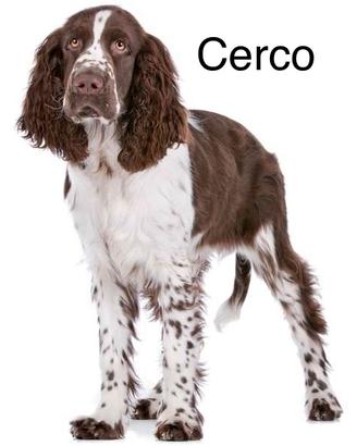 Springer femmina ce.r,co