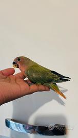 Ultimo Pappagallo Inseparabile allevato a mano