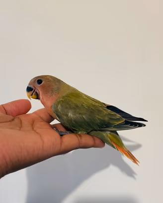 Ultimo Pappagallo Inseparabile allevato a mano