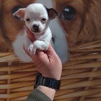 Chihuahua mini toy femmina