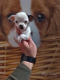 Chihuahua mini toy femmina