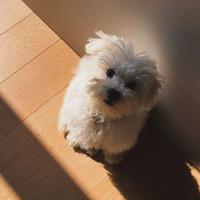 Cuccioli di Bolognese