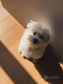 Cuccioli di Bolognese