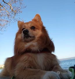 Irresistibile volpinetto