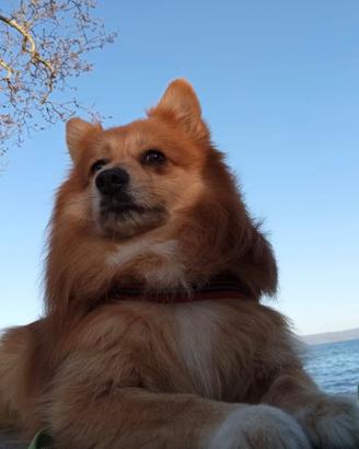 Irresistibile volpinetto