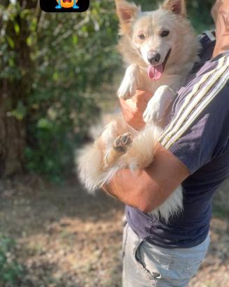 Scricciolo abbandonato