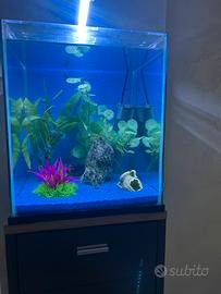 Acquario nano kubo
