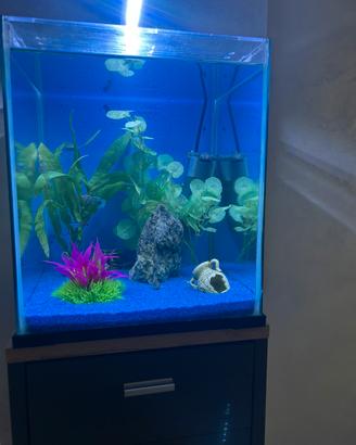 Acquario nano kubo