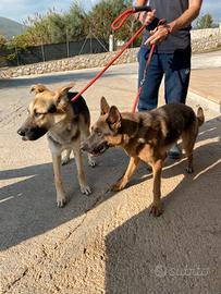 Nunzio e Nunzia in canile