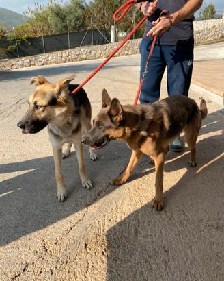 Nunzio e Nunzia in canile