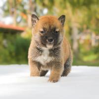 Cucciolo di Shiba Inu