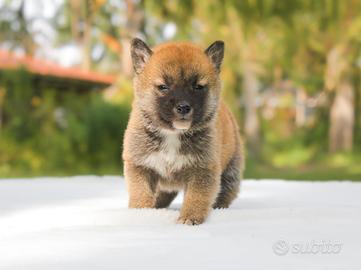 Cucciolo di Shiba Inu