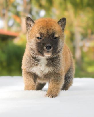 Cucciolo di Shiba Inu