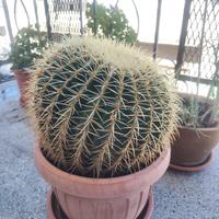Echinocactus grusonii cuscino della suocera 