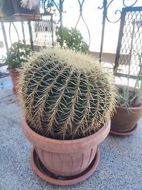 Echinocactus grusonii cuscino della suocera 