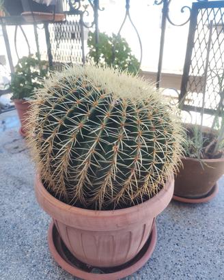 Echinocactus grusonii cuscino della suocera 