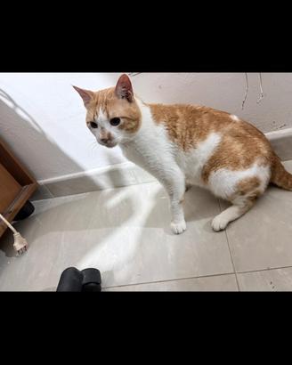 Gigio Gatto ( bianco e rosso)