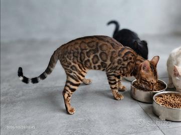 Gatto Bengala femmina e maschio