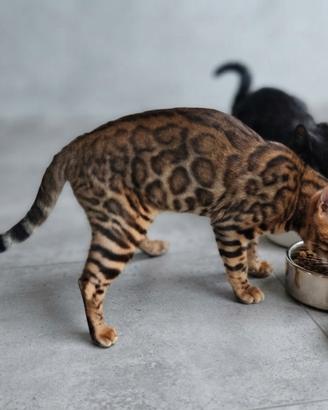 Gatto Bengala femmina e maschio