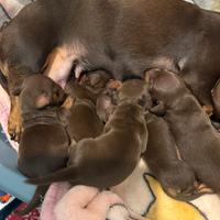Cuccioli di bassotto nano cioccolato