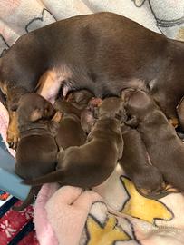 Cuccioli di bassotto nano cioccolato