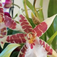 orchidee 