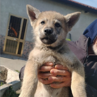 Cuccioli lupo cecoslovacco