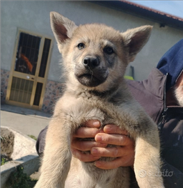 Cuccioli lupo cecoslovacco