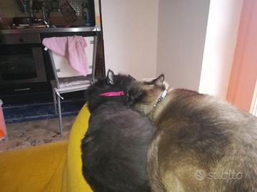 Pet-sitter dog-sitter