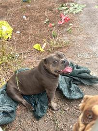 American bully