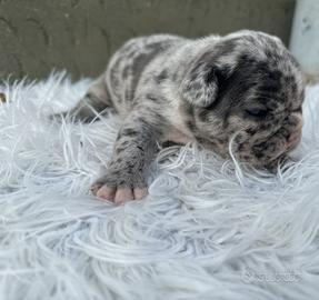 Bulldog francesi merle e blu