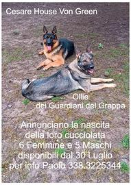 Cuccioli pastore tedesco