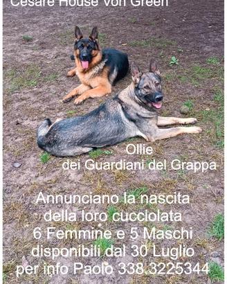 Cuccioli pastore tedesco