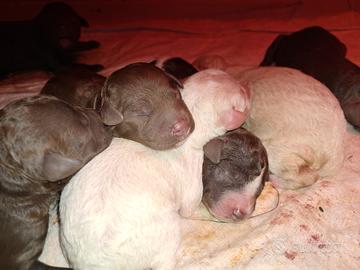 Cuccioli di lagotto romagnolo con pedigree