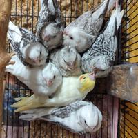 Calopsite allevate a mano