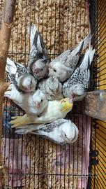 Calopsite allevate a mano