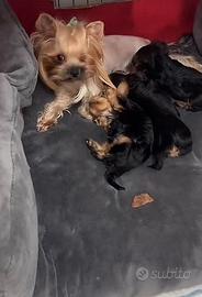 Yorkshaire mini toy maschio