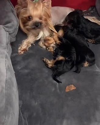 Yorkshaire mini toy maschio