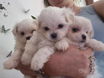 Mini maltese coreano