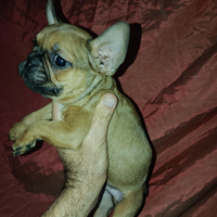 Bulldog francese