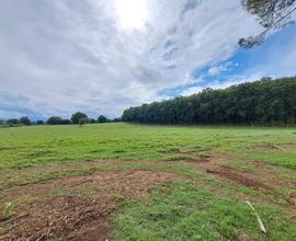 Azienda agricola 1000 ha Grosseto