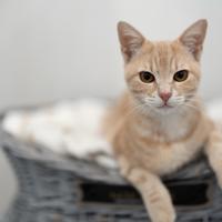 Matisse - 6 mesi - incrocio bengala