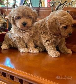 Maltipoo