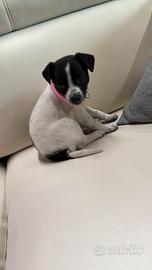 Cucciola