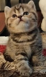 Gattini scottish