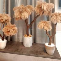 pampas in vaso 