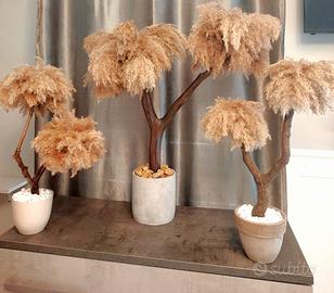 pampas in vaso 