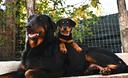 cucciola-pastore-di-beauce-beauceron-