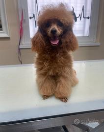 Barboncina mini Toy con pedigree enci