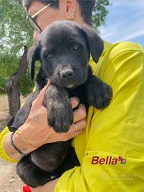 Cane mix corso /rott